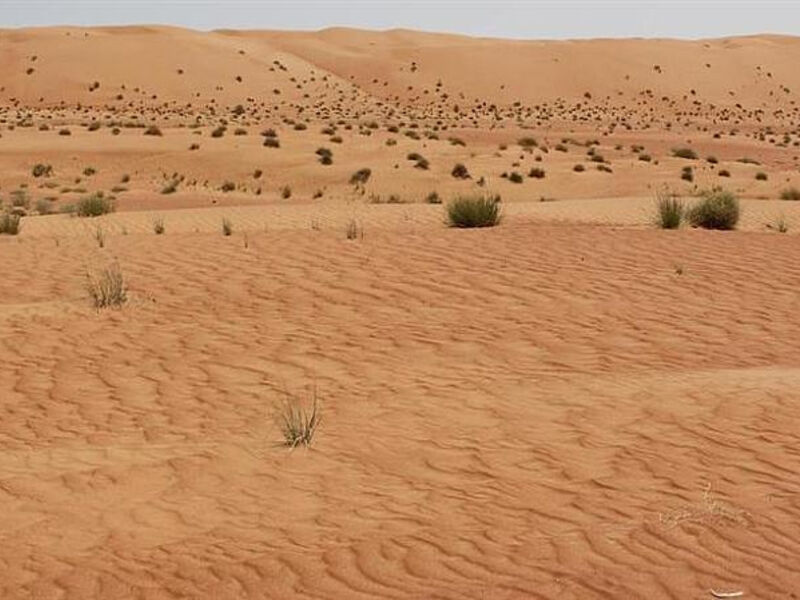 Desert Palm Oman