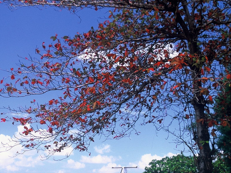 Equator Village