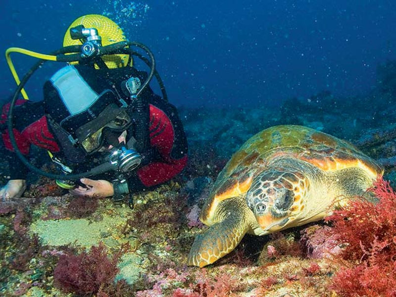 Oman Dive Centre Muscat - Exclusive Diver’S Resort