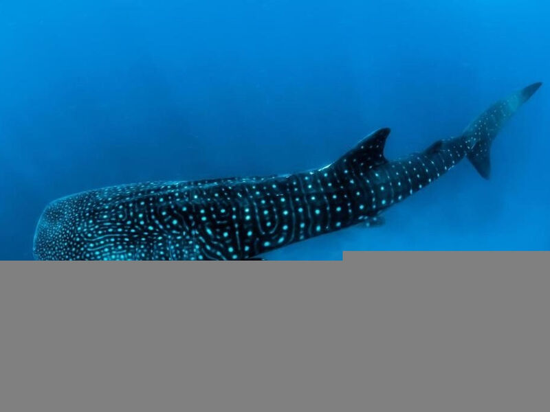 Barceló Whale Lagoon Maldives