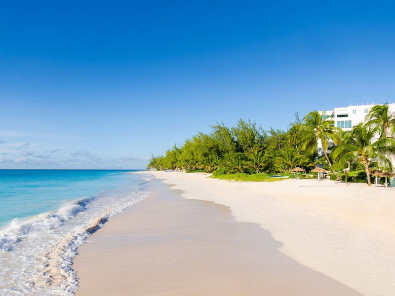 Bougainvillea Barbados