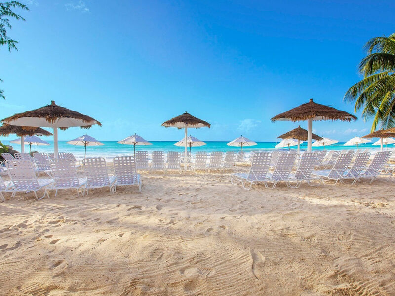 Bougainvillea Barbados
