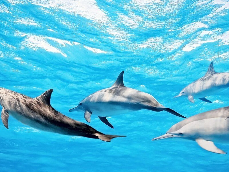 Cinnamon Dhonveli Maldives