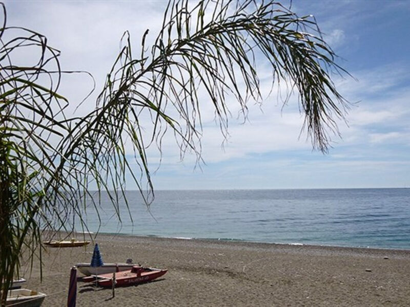 Delle Palme