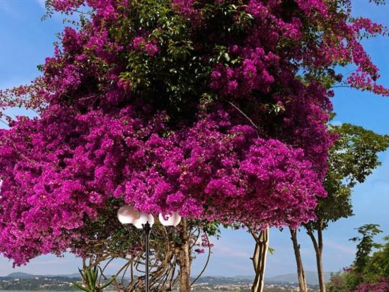 Divani Corfu Palace