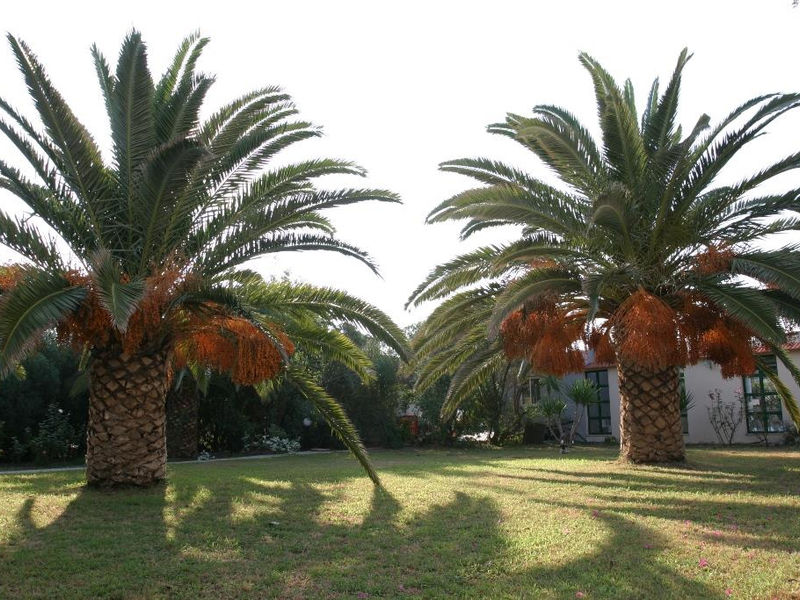 Gorgona