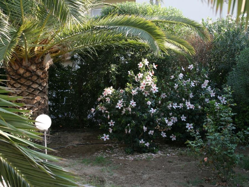 Gorgona