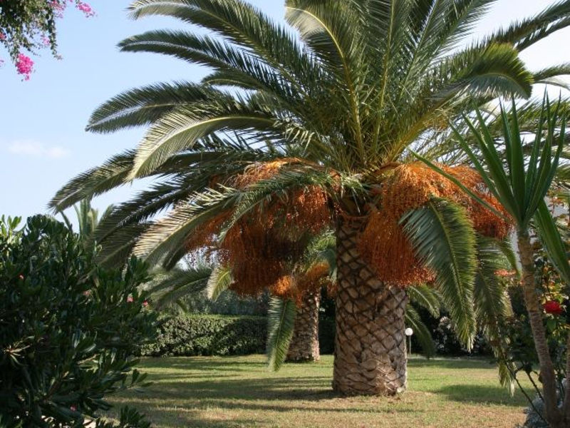 Gorgona
