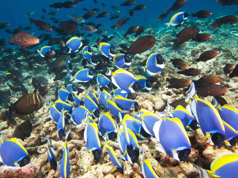 Hurawalhi Island Resort