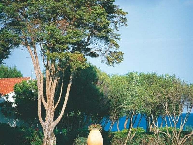 Is Morus Relais