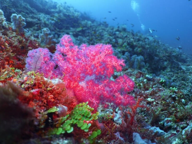 Malahini Kuda Bandos