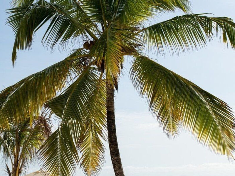 Lux Marijani Zanzibar