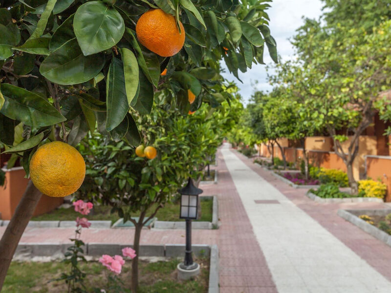 Ozlem Garden