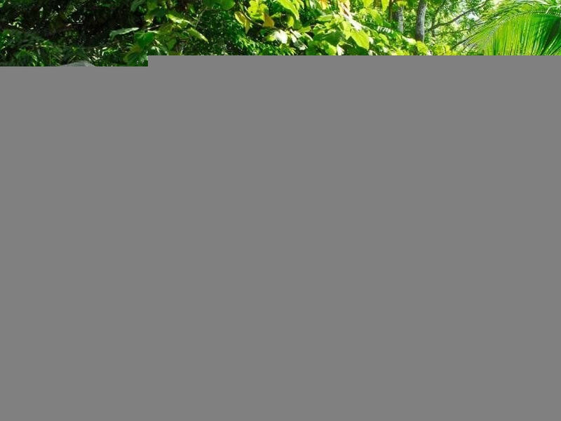 Playa Nicuesa Rainforest Lodge