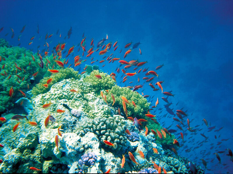 Robinson Soma Bay
