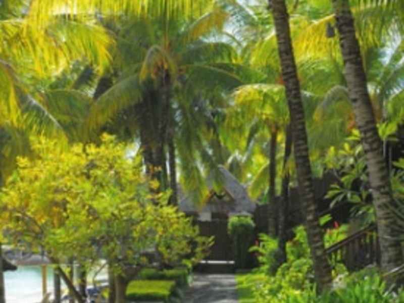 Royal Palm