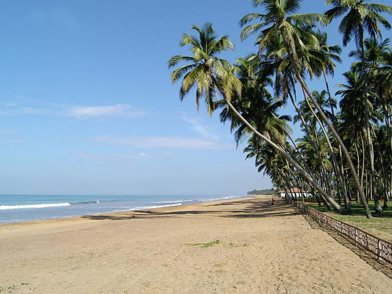 Royal Palms