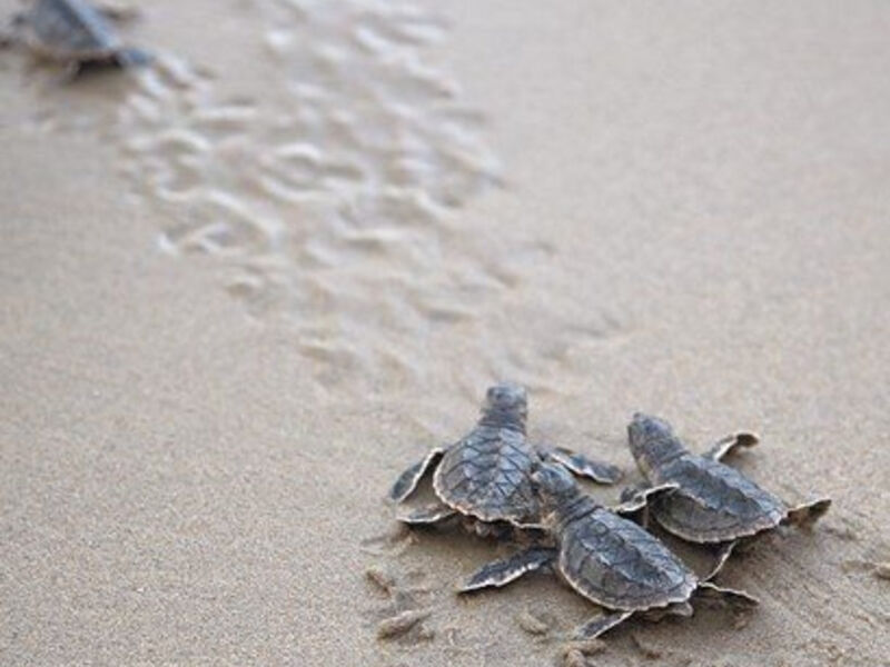 Shangri-La Al Bandar