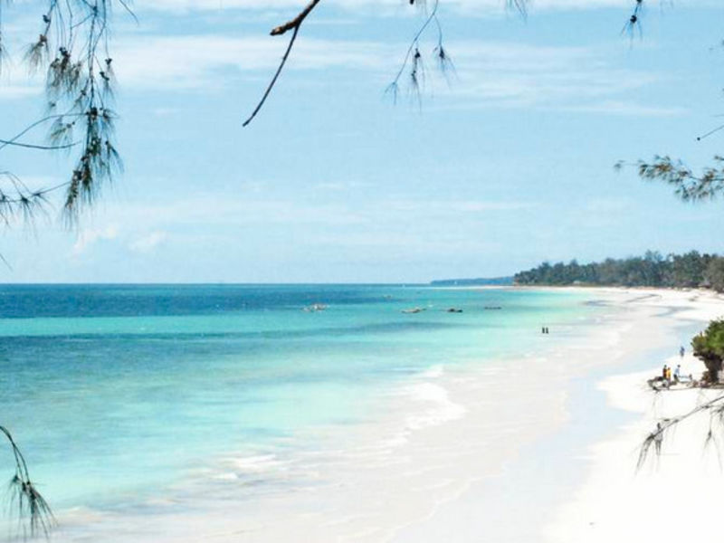 Southern Palm