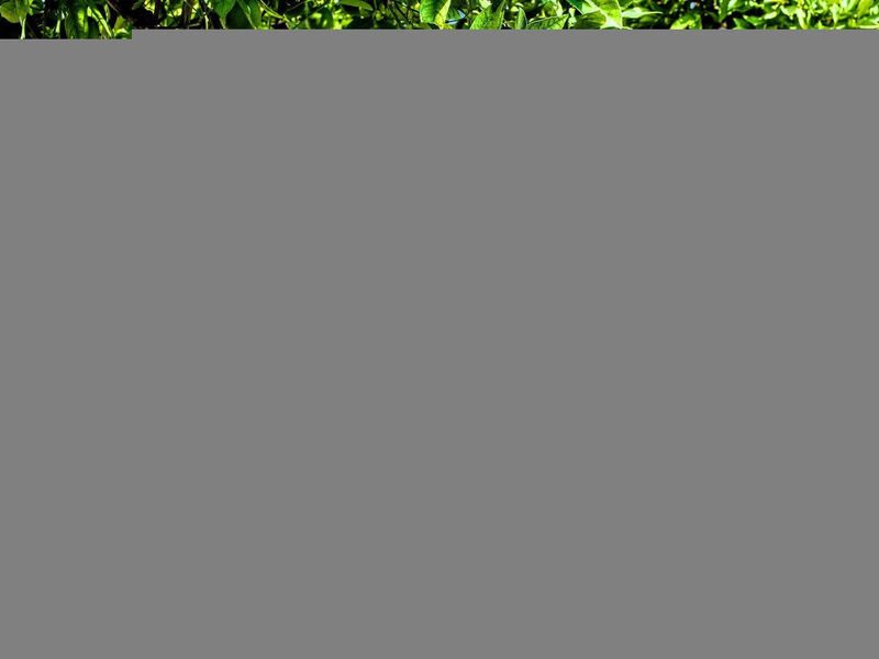 Yiannis Manos Resort