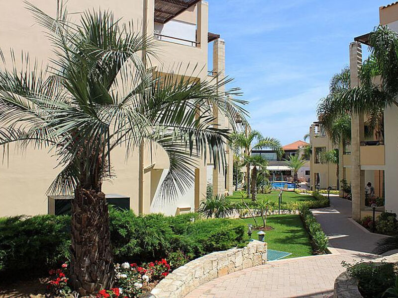 Creta Palm