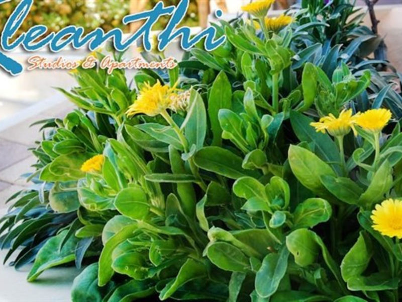Kleanthi